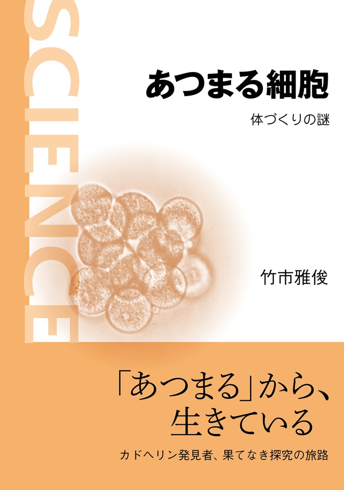 あつまる細胞